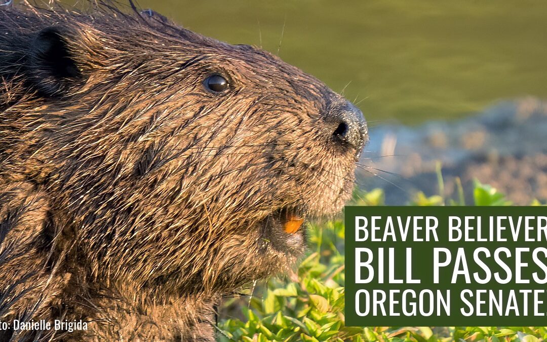 Beaver bill passes Senate-1