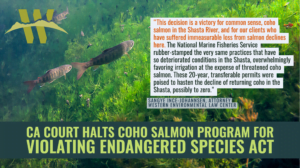 “This decision is a victory for common sense, coho salmon in the Shasta River, and for our clients who have suffered immeasurable loss from salmon declines here,” said Sangye Ince-Johannsen, attorney at the Western Environmental Law Center. “The National Marine Fisheries Service rubber-stamped the very same practices that have so deteriorated conditions in the Shasta, overwhelmingly favoring irrigation at the expense of threatened coho salmon. These 20-year, transferable permits were poised to hasten the decline of returning coho in the Shasta, possibly to zero.”