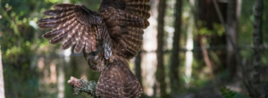 northern spotted owl facing away from the camera because in some cultures seeing an owl's face is a bad omen.