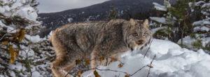Canada lynx by kalon baughan