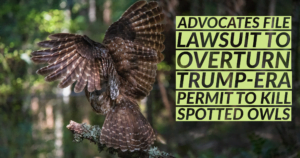 Advocates file lawsuit to overturn Trump-era permit to kill spotted owls
