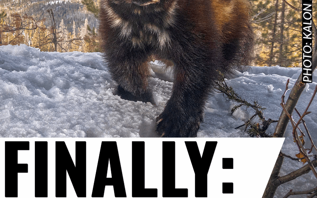 Wolverine ESA decision-3