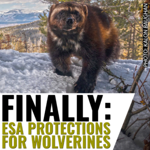 finally: esa protections for wolverines