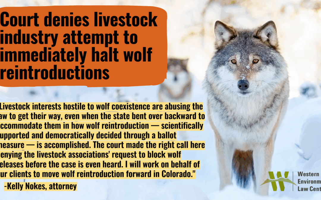 CO Wolf Intervention-1 (1)