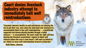 "Livestock interests hostile to wolf coexistence are abusing the law to get their way, even when the state bent over backward to accommodate them in how wolf reintroduction — scientifically supported and democratically decided through a ballot measure — is accomplished," said Kelly Nokes, attorney at the Western Environmental Law Center. "The court made the right call here denying the livestock associations' request to block wolf releases before the case is even heard. I will work on behalf of our clients to move wolf reintroduction forward in Colorado.”