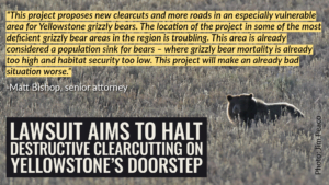 “This project proposes new clearcuts and more roads in an especially vulnerable area for Yellowstone grizzly bears,” said Matthew Bishop, senior attorney at the Western Environmental Law Center. “The location of the project in some of the most deficient grizzly bear areas in the region is troubling. This area is already considered a population sink for bears – where grizzly bear mortality is already too high and habitat security too low. This project will make an already bad situation worse.”