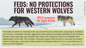 “A handful of states are standing in the way of wolf recovery nationwide, espousing an outdated, anti-science, eradication mindset,” said Kelly Nokes, attorney with the Western Environmental Law Center. “Aggressive state policies promoting wolf killing in the northern Rockies states especially, are primitive relics that must change for wolves to reestablish their rightful place in the wild. The scientific community agrees wolf recovery is necessary for healthy western landscapes, and providing protections afforded by the Endangered Species Act is an essential way to make sure that happens.”