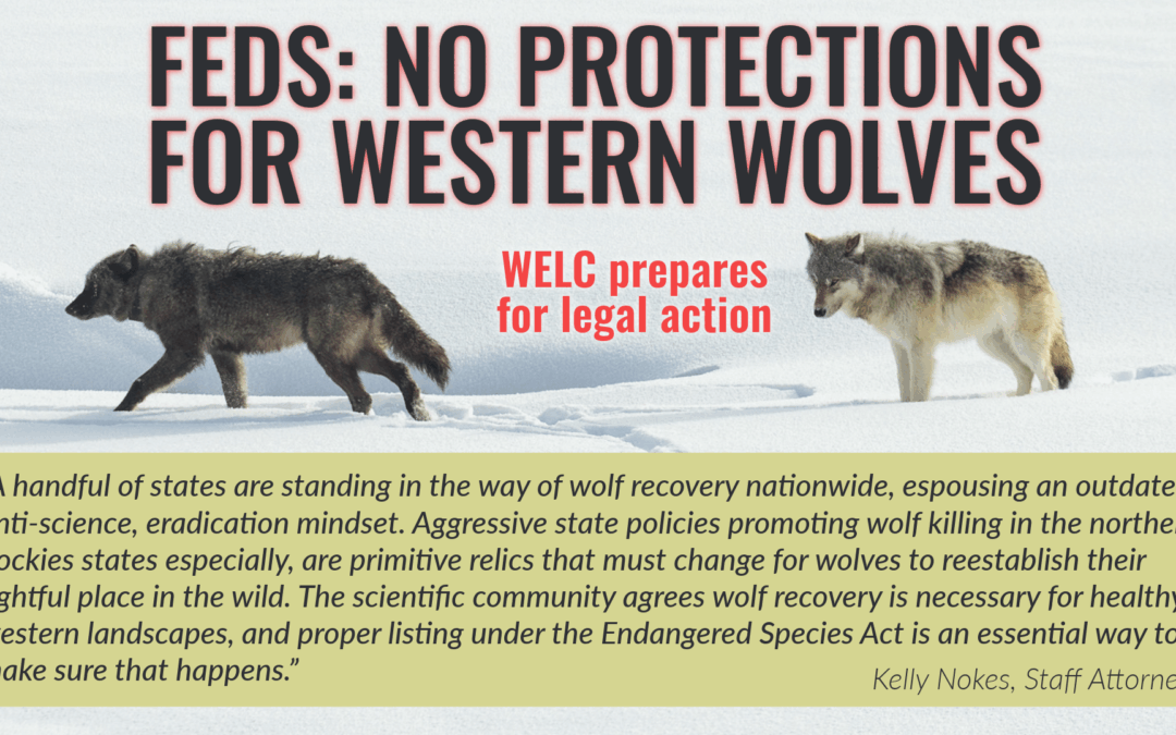 NR Wolf Determination 2024-1-Not Warranted Determination_1920x1080