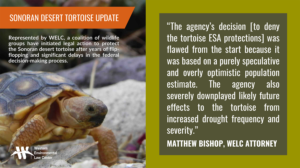 “The agency’s decision was flawed from the start because it was based on a purely speculative and overly optimistic population estimate,” said Matthew Bishop, an attorney with the Western Environmental Law Center representing the groups. “The agency also severely downplayed likely future effects to the tortoise from increased drought frequency and severity.”