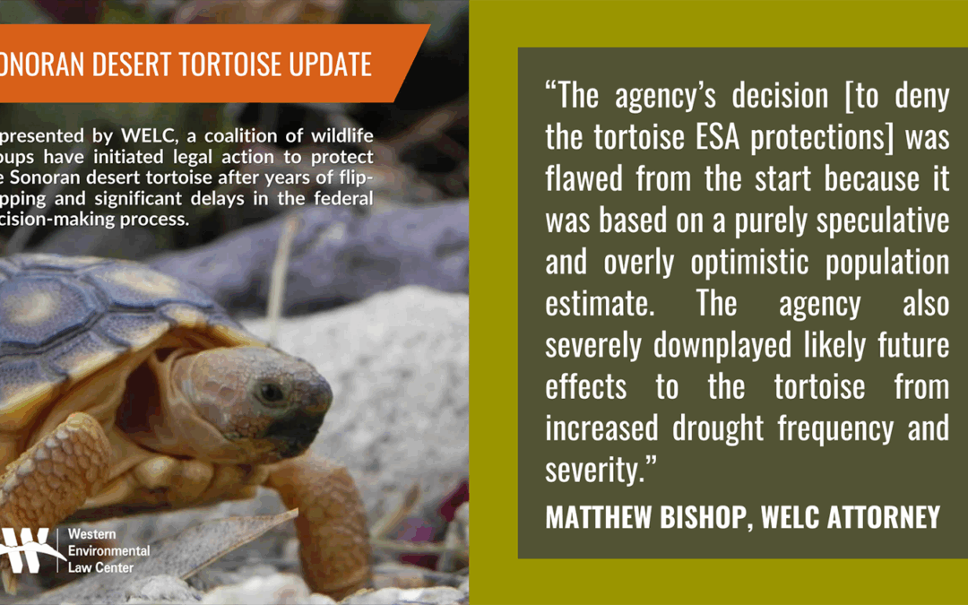 Sonoran Desert Tortoise NOI Quote Graphic 2