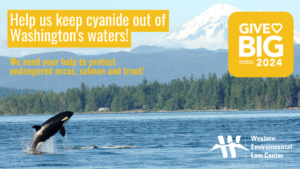 give big! Help us keep cyanide out of washington's waters to protect endnagered orcas, salmon, and trout!