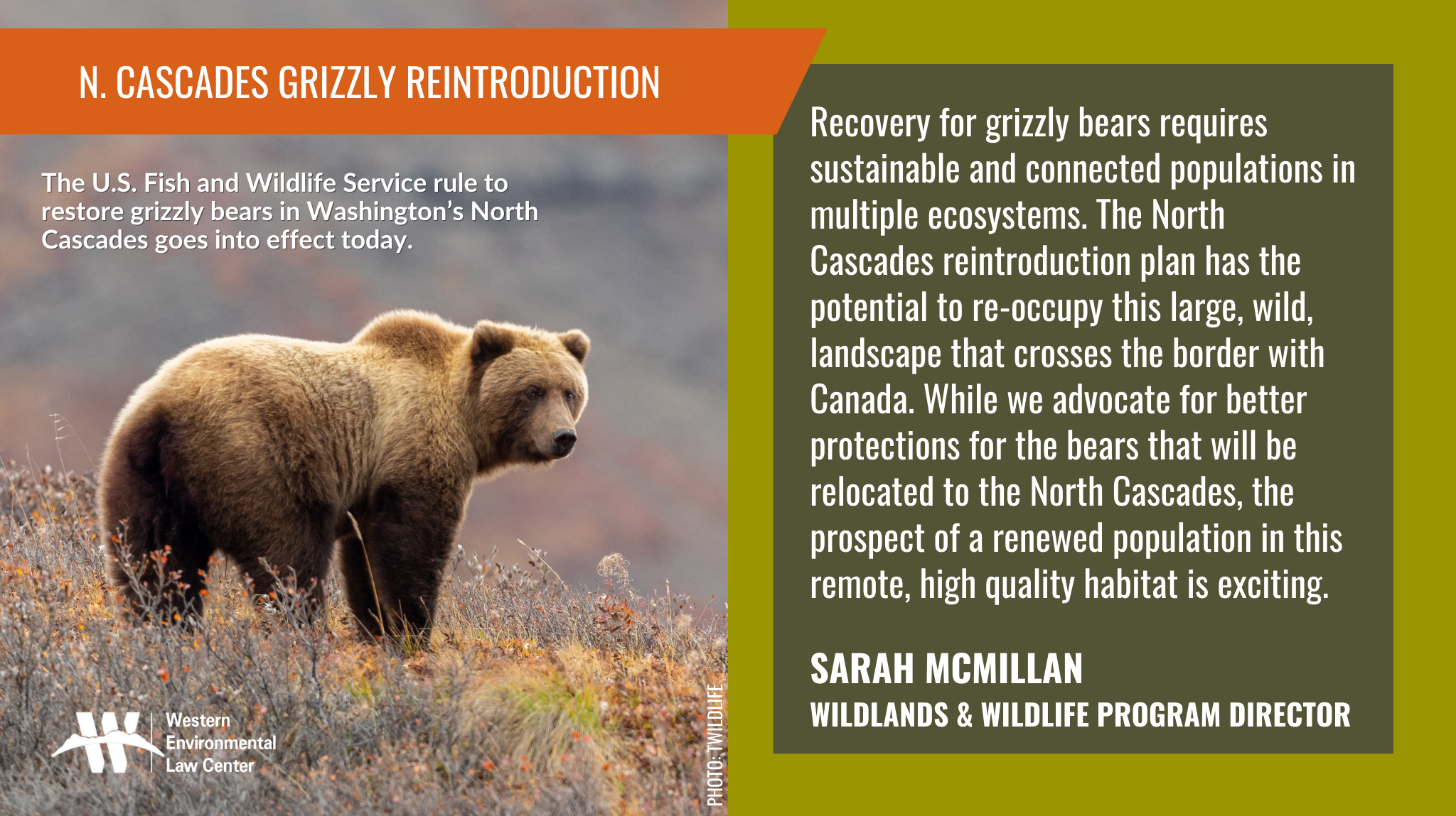 Conservation Groups Celebrate Plan To Restore Grizzly Bears To North ...