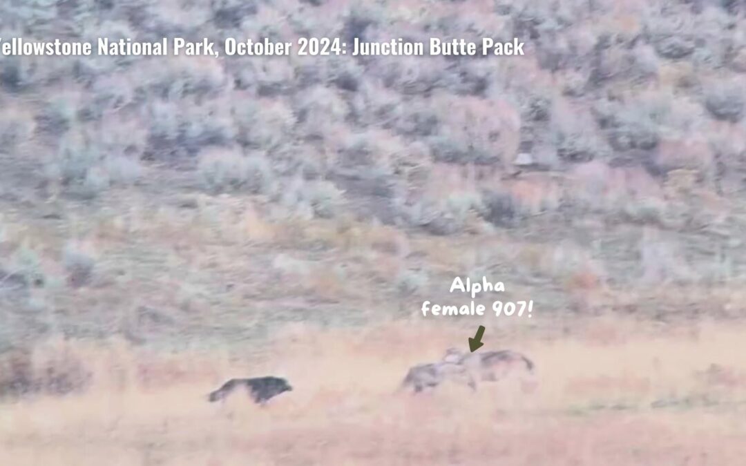 Alpha 907F Greeted by Her Pups