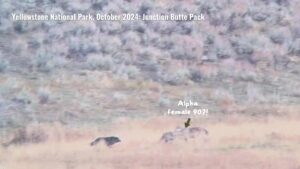 Image of Alpha 907F greeted by her pups one by one in Yellowstone National Park.