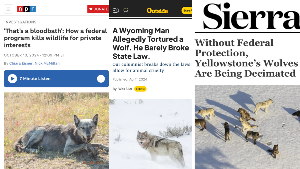 Collection of three anti-wolf incidents in the past year. 