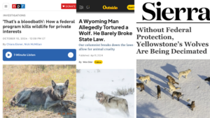 Collection of three anti-wolf incidents in the past year.