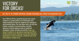 Since 1993 the EPA has repeatedly approved water quality standards for cyanide pollution set by Washington state without analyzing how those lax standards harm endangered and threatened species. The state allows mines, iron and steel facilities, wastewater treatment facilities, and other industries to release dangerous levels of cyanide into Washington’s waters, harming orcas and fish. Today, our lawsuit resulted in an agreement requiring the EPA to finally evaluate those standards and protect dwindling populations of native salmonids, steelhead, bull trout and southern resident orcas.