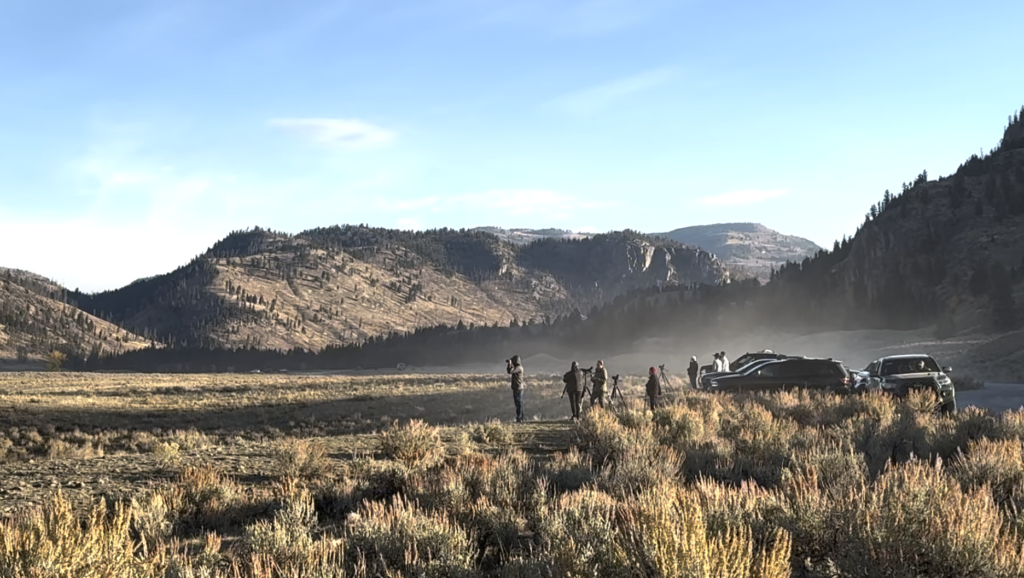 Group of people in Yellowstone National Park gathered to watch wolves on an early morning.