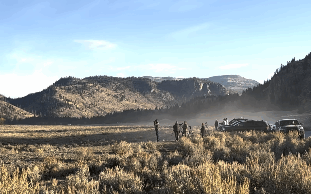 Wolf watchers