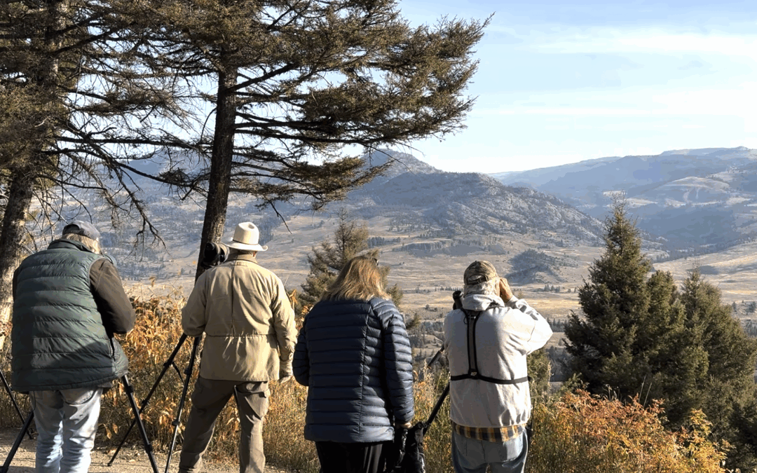 Wolf watchers_v2