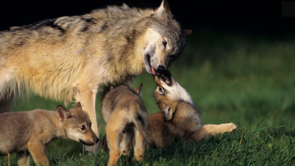 Mother wolf with three young pups