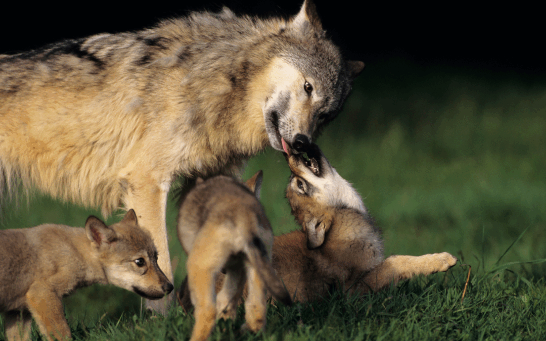 Wolf with pups