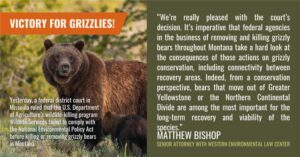 ”We’re really pleased with the court’s decision,” said Matthew Bishop, the Western Environmental Law Center attorney representing the groups. “It’s imperative that federal agencies in the business of removing and killing grizzly bears throughout Montana take a hard look at the consequences of those actions on grizzly conservation, including connectivity between recovery areas. Indeed, from a conservation perspective, bears that move out of Greater Yellowstone or the Northern Continental Divide are among the most important for the long-term recovery and viability of the species.”