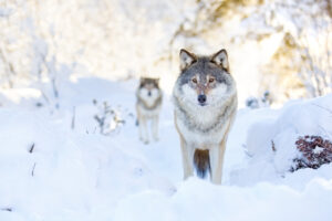 two wolves in snow