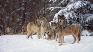 A picture of a group of gray wolves gathered together in the snow