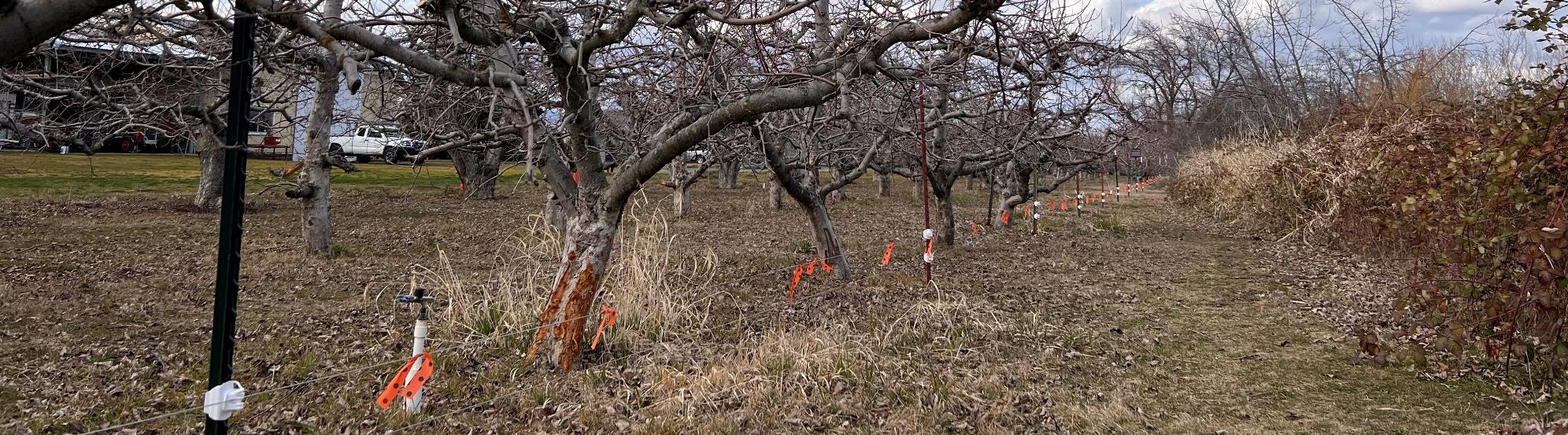 Orchard fencing protects trees from crop damage.