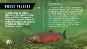 “Tacoma Power is way, way behind on a clear mandate set 25 years ago to achieve 95% fish passage survival at these dams,” said Marlyn Twitchell, senior attorney at the Western Environmental Law Center. “Tacoma Power has delayed taking action, ignored warnings and recommendations from state and federal fishery agencies and other fishery experts, and consequently is still far from meeting that standard.”