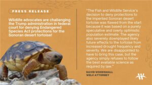 “The Fish and Wildlife Service’s decision to deny protections to the imperiled Sonoran desert tortoise was flawed from the start because it was based on a purely speculative and overly optimistic population estimate,” said David Woodsmall, attorney with the Western Environmental Law Center representing the groups. “The agency also severely downplayed likely future effects to the tortoise from increased drought frequency and severity. We are disappointed to have to bring this case, but the agency simply refuses to follow the best available science as required by law.”