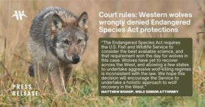“The Endangered Species Act requires the U.S. Fish and Wildlife Service to consider the best available science, and that requirement is what won the day for wolves in this case,” said Matthew Bishop, senior attorney at the Western Environmental Law Center. “Wolves have yet to recover across the West, and allowing a few states to undertake aggressive wolf-killing regimes is inconsistent with the law. We hope this decision will encourage the Service to undertake a holistic approach to wolf recovery in the West.”