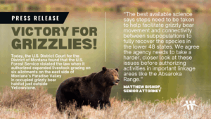 Victory for grizzlies! Today, The U.S. District Court for the District of Montana found that the U.S. Forest Service violated the law when it authorized expanded livestock grazing on six allotments on the east side of Montana’s Paradise Valley in occupied grizzly bear habitat. The allotments lie just north of Yellowstone National Park in the Absaroka Mountains. “The best available science says steps need to be taken to help facilitate grizzly bear movement and connectivity between subpopulations to fully recover the species in the lower 48 states,” said Matthew Bishop, senior attorney at the Western Environmental Law Center representing the groups. “We agree the agency needs to take a harder, closer look at these issues before authorizing activities in important linkage areas like the Absaroka Range.”