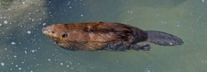 Beaver swimming