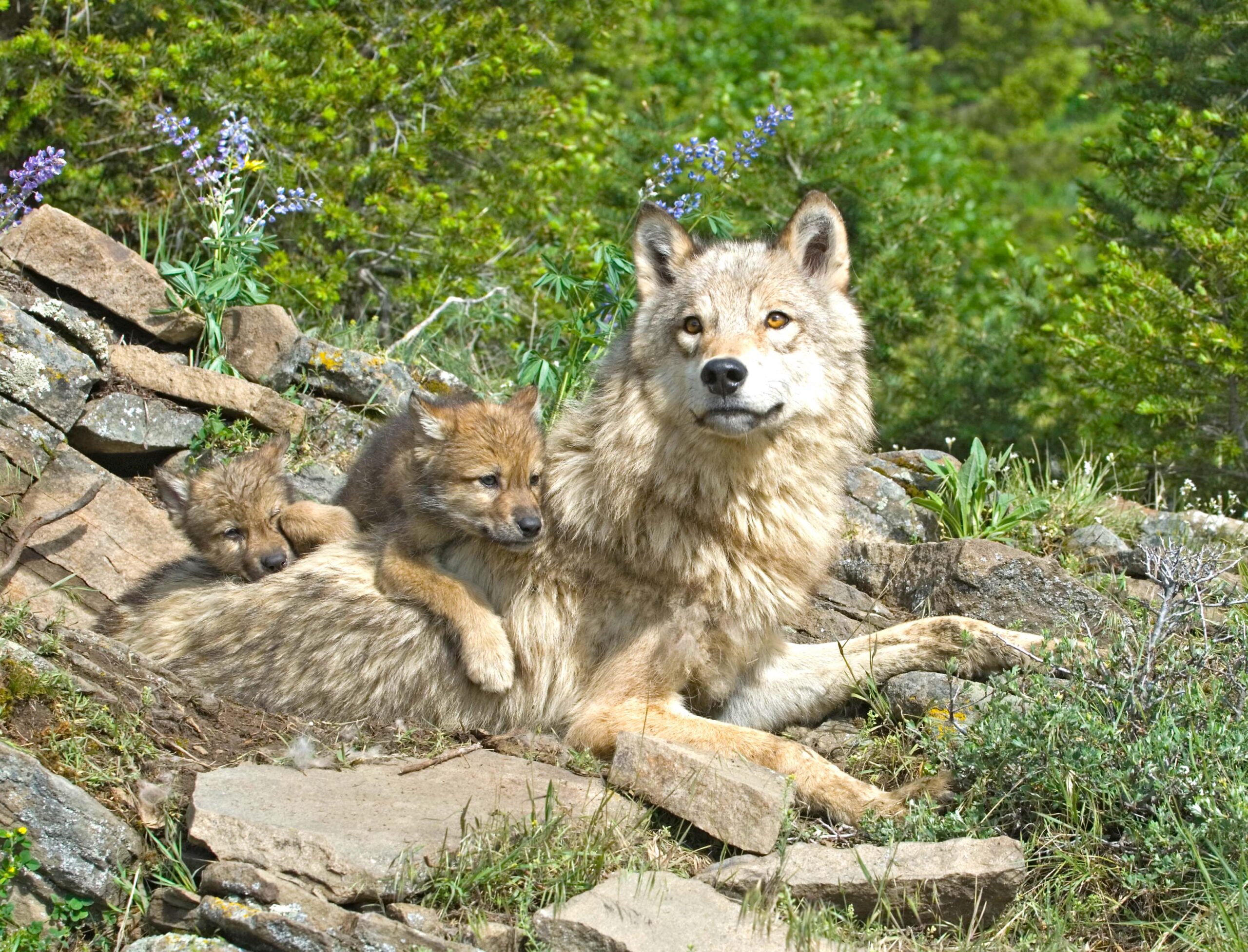 Gray wolves