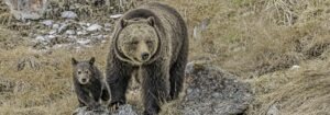 grizzly and cub