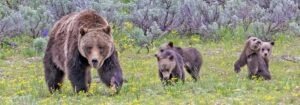 grizzly bear and cubs