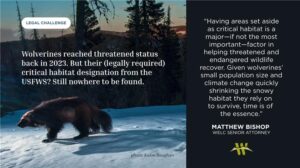 Wolverines reached threatened status back in 2023. But their legally required critical habitat designation from the USFWS is nowhere to be found. Having areas set aside as critical habitat is a major-if not the most important-factor in helping threatened and endangered wildlife recover. Given wolverines' small population size and climate change quickly shrinking the snowy habitat they rely on to survive, time is of the essence. -Matthew Bishop, welc senior attorney