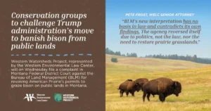 Conservation groups to challenge Trump administration’s move to banish bison from public lands Western Watersheds Project, represented by the Western Environmental Law Center, will on Wednesday file a complaint in Montana Federal District Court against the Bureau of Land Management (BLM) for revoking American Prairie’s permits to graze bison on public lands in Montana. “BLM’s new interpretation has no basis in law and contradicts its own findings. The agency reversed itself due to politics, not the law, nor the need to restore prairie grasslands.”