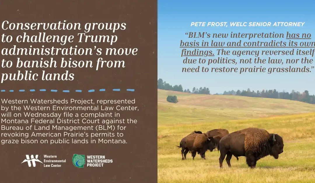 Bison 84 Landscape